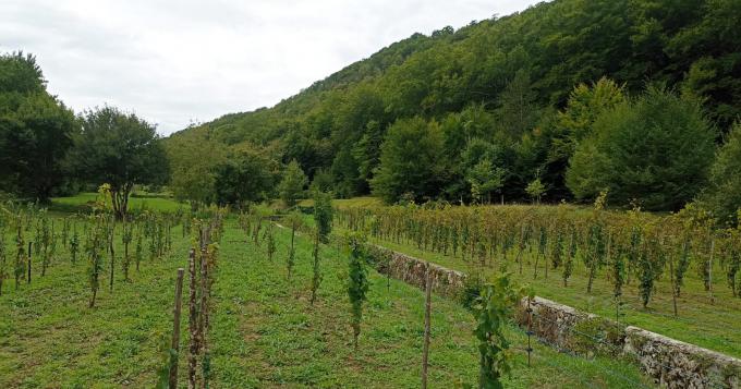 Prorogata la scadenza del bando giovani agricoltori Lazio